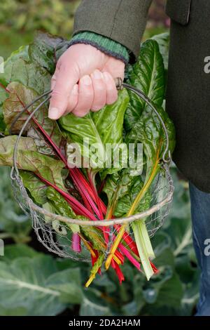 Beta vulgaris 'Bright Lights'. Frisch gepflückt hausgemachten Schweizer Chard "Bright Lights" mit charakteristischen Regenbogenstängel. VEREINIGTES KÖNIGREICH Stockfoto