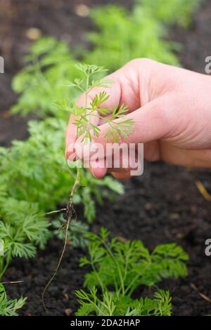 Ausdünnung Karotten Sämlinge in einem UK Gemüse Grundstück. Stockfoto