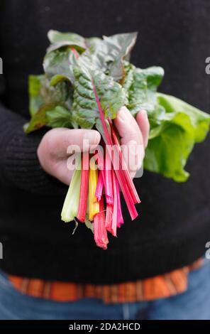 Beta vulgaris 'Bright Lights'. Frisch gepflückt hausgemachten Schweizer Chard "Bright Lights" mit charakteristischen Regenbogenstängel. VEREINIGTES KÖNIGREICH Stockfoto