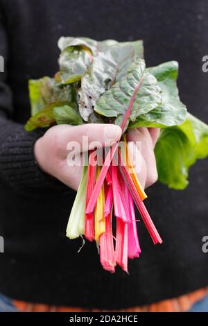 Beta vulgaris 'Bright Lights'. Frisch gepflückt hausgemachten Schweizer Chard "Bright Lights" mit charakteristischen Regenbogenstängel. VEREINIGTES KÖNIGREICH Stockfoto