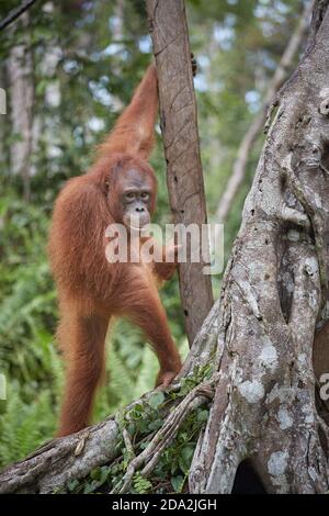 Central Kalimantan, Februar 2016, Pongo pygmaeus, Borneo orangutan im Dschungel. Stockfoto