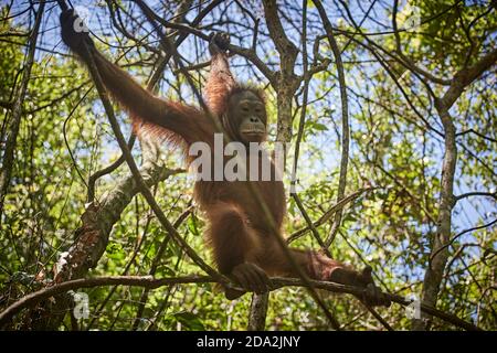 Central Kalimantan, Februar 2016, Pongo pygmaeus, Borneo orangutan im Dschungel. Stockfoto