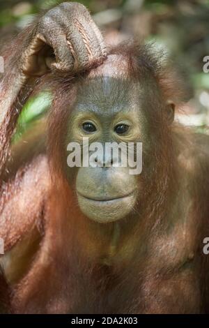 Central Kalimantan, Februar 2016, Pongo pygmaeus, Borneo orangutan im Dschungel. Stockfoto