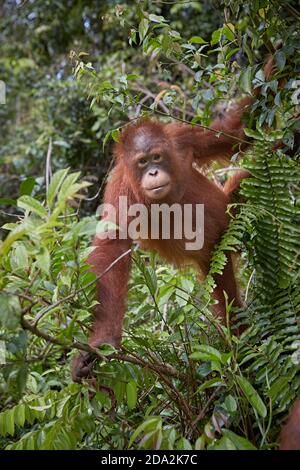 Central Kalimantan, Februar 2016, Pongo pygmaeus, Borneo orangutan im Dschungel. Stockfoto