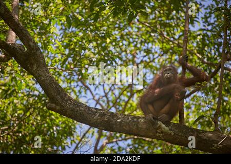 Central Kalimantan, Februar 2016, Pongo pygmaeus, Borneo orangutan im Dschungel. Stockfoto