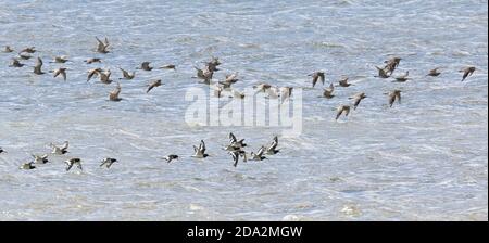 Herden von Eurasischen Curlew (Numenius arquata) und Eurasischen Austernfischer (Haematopus ostralegus) im Flug über Mounts Bay, Cornwall, England, Großbritannien. Stockfoto