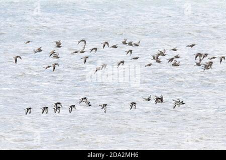 Herden von Eurasischen Curlew (Numenius arquata) und Eurasischen Austernfischer (Haematopus ostralegus) im Flug über Mounts Bay, Cornwall, England, Großbritannien. Stockfoto