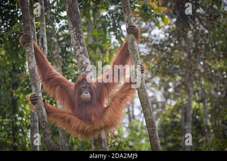 Central Kalimantan, Februar 2016, Pongo pygmaeus, Borneo orangutan im Dschungel. Stockfoto