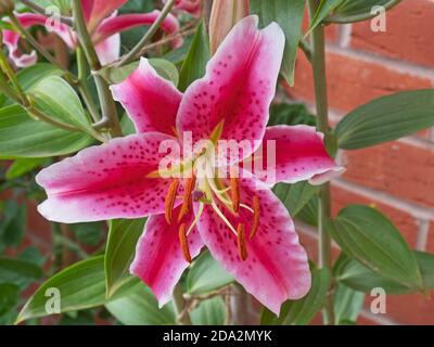 Blumen der Orientalischen Lilien ( Lilium ) Pflanze bekannt als Stargazer Stockfoto