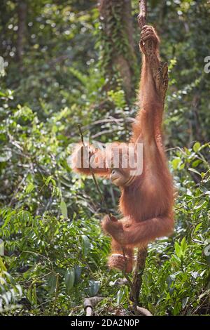 Central Kalimantan, Februar 2016, Pongo pygmaeus, Borneo orangutan im Dschungel. Stockfoto