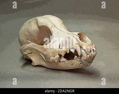 Schädel eines kleinen Hundes. Tierknochen für Anatomie. Stockfoto