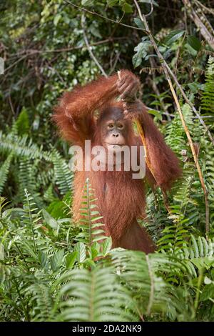 Central Kalimantan, Februar 2016, Pongo pygmaeus, Borneo orangutan im Dschungel. Stockfoto