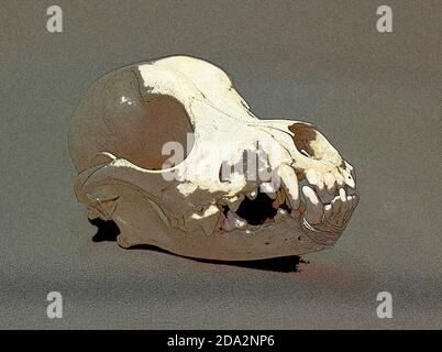 Schädel eines kleinen Hundes. Tierknochen für Anatomie. Stockfoto