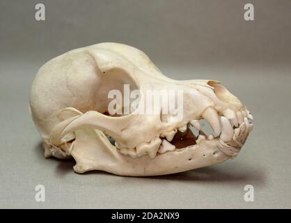 Schädel eines kleinen Hundes. Tierknochen für Anatomie. Stockfoto