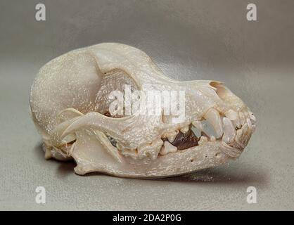 Schädel eines kleinen Hundes. Tierknochen für Anatomie. Stockfoto