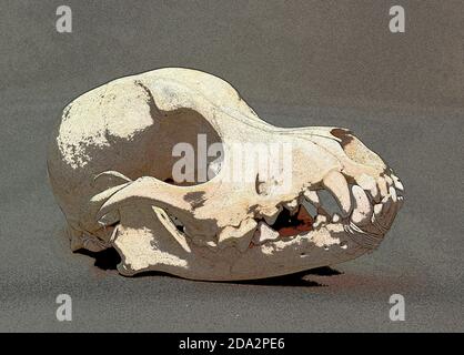 Schädel eines kleinen Hundes. Tierknochen für Anatomie. Stockfoto