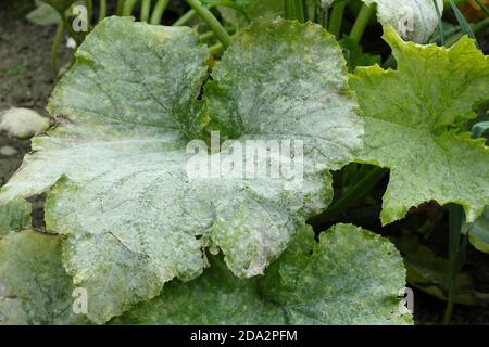 Cucurbita pepo. Mehltau Pilzkrankheit auf den Blättern einer Zucchini-Pflanze. VEREINIGTES KÖNIGREICH Stockfoto