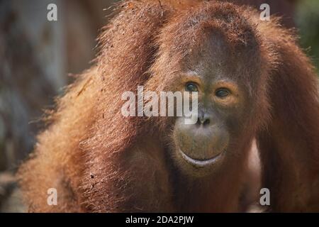 Central Kalimantan, Februar 2016, Pongo pygmaeus, Borneo orangutan im Dschungel. Stockfoto