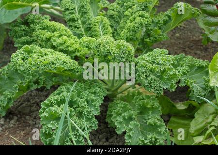 Brassica oleracea 'Zwerggrün gewellt'. Lockige Grünkohl-Pflanze, die in einem Gemüsegarten in einem britischen Garten wächst. Stockfoto