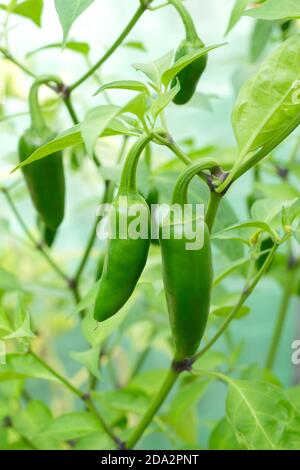 Capsicum annuum. Jalapeno Chilischoten wachsen unter der Decke in einem englischen Garten. VEREINIGTES KÖNIGREICH Stockfoto