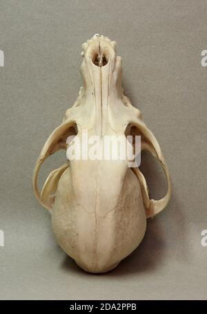 Schädel eines kleinen Hundes. Tierknochen für Anatomie. Stockfoto