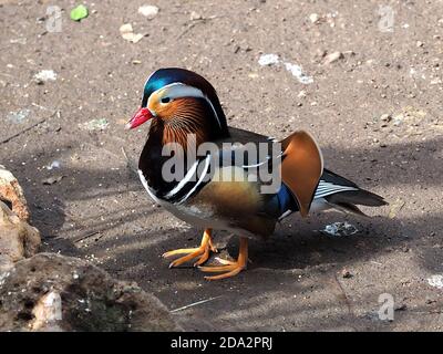 Die Mandarinente Aix Galericulata. Mandarinente ist die schönste Ente der Welt. Stockfoto