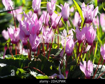 Schöne Cyclamen Blüten schließen in der Morgensonne. Stockfoto