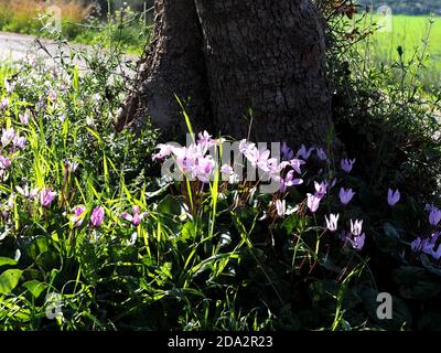 Wildrosafarbene Cyclamen am Fuße des Baumes. Frühling in Israel. Stockfoto