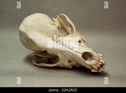 Schädel eines kleinen Hundes. Tierknochen für Anatomie. Stockfoto