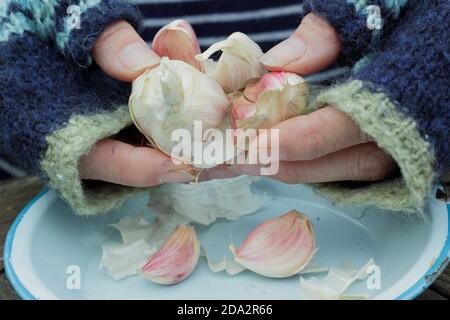 Allium sativum var. ophioscorodon 'Carcasonne Wight'. Gärtnerin öffnet eine Knoblauchzehe 'Carcasonne Wight' für die Aussaat im Herbst. VEREINIGTES KÖNIGREICH Stockfoto