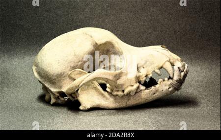 Schädel eines kleinen Hundes. Tierknochen für Anatomie. Stockfoto