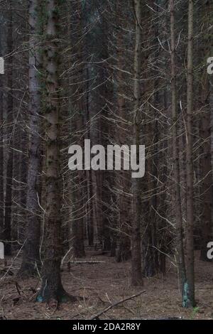 Natürlicher Hintergrund: Ein dunkler, fast undurchdringlicher Wald, eine Monokultur von Pinien Stockfoto
