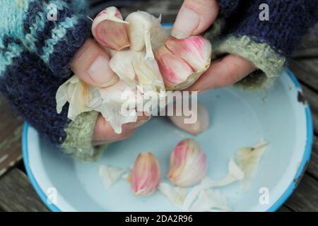 Allium sativum var. ophioscorodon 'Carcasonne Wight'. Gärtnerin öffnet eine Knoblauchzehe 'Carcasonne Wight' für die Aussaat im Herbst. VEREINIGTES KÖNIGREICH Stockfoto