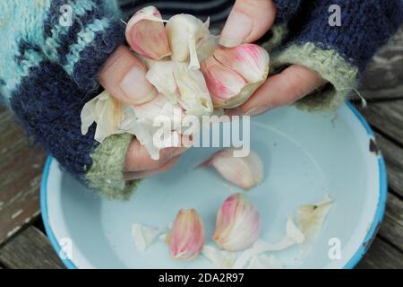 Allium sativum var. ophioscorodon 'Carcasonne Wight'. Gärtnerin öffnet eine Knoblauchzehe 'Carcasonne Wight' für die Aussaat im Herbst. VEREINIGTES KÖNIGREICH Stockfoto