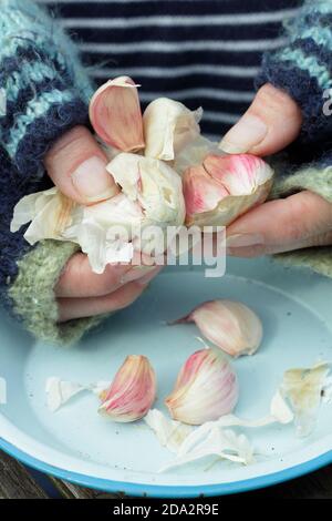 Allium sativum var. ophioscorodon 'Carcasonne Wight'. Gärtnerin öffnet eine Knoblauchzehe 'Carcasonne Wight' für die Aussaat im Herbst. VEREINIGTES KÖNIGREICH Stockfoto