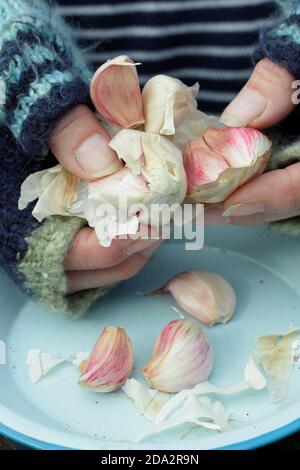 Allium sativum var. ophioscorodon 'Carcasonne Wight'. Gärtnerin öffnet eine Knoblauchzehe 'Carcasonne Wight' für die Aussaat im Herbst. VEREINIGTES KÖNIGREICH Stockfoto