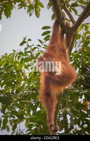 Central Kalimantan, Februar 2016, Pongo pygmaeus, Borneo orangutan im Dschungel. Stockfoto