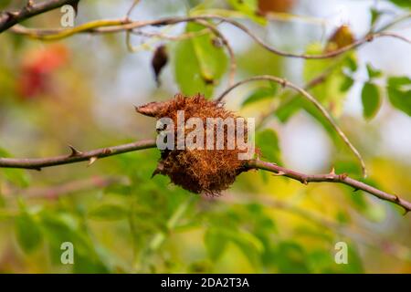 Nahaufnahme einer bedeguaren Galle auf einer wilden Rose, verursacht durch eine Gallenwespe Diplolepis rosae Stockfoto