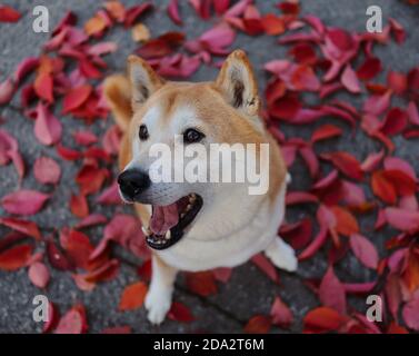 Top-Down Shiba gähnt und sitzt während der Herbstsaison auf bunten, purpurnen Blättern. Der Shiba Inu ist ein japanischer Rassehund. Stockfoto