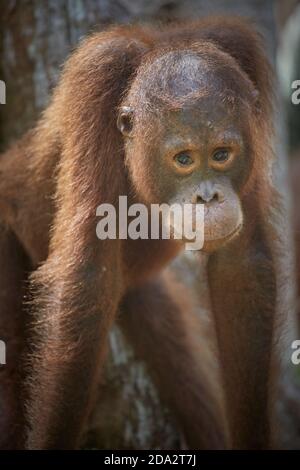 Central Kalimantan, Februar 2016, Pongo pygmaeus, Borneo orangutan im Dschungel. Stockfoto