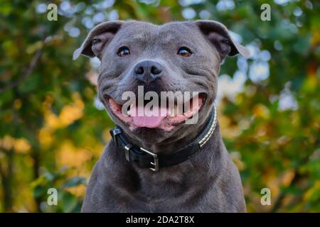 Nahaufnahme von Happy English Staffordshire Bull Terrier in the Nature. Kopf Porträt von lächelnd blau Staffy mit Natur Hintergrund. Stockfoto