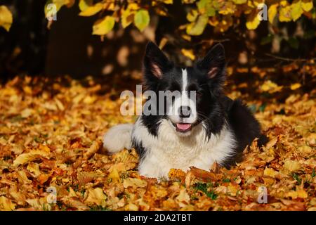 Happy Border Collie liegt in gefallenen Herbstblättern während der Goldenen Stunde. Black and White Dog während der Herbstsaison. Stockfoto