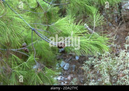 Teichkiefer. Pinus serotina. Nadelholz Nahaufnahme Hintergrund. Stockfoto