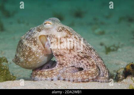 Seitenansicht eines Tintenfischs (Octopus vulgaris), der auf dem Meeresboden sitzt und seine Arme unter seinem Körper versteckt. Stockfoto