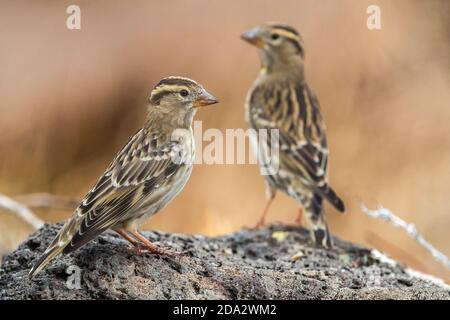 Steinsperling, Steinpetronie (Passer petronia, Petronia petronia), zwei Steinpetronien, die auf einem felsigen Boden, Madeira, stehen Stockfoto