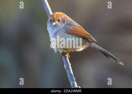 Weinkehlpapageienvogel (Sinosuthora webbiana, Paradoxornis webbianus), entflohen, auf einem Ast, Italien, Varese Stockfoto