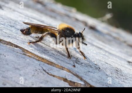 Gelbe Laphria, Hummel-Raubfliege, gelbe Raubfliege, gelbe Assassinfliege, Biene wie Robberfliege, biene wie Robberfliege, Biene wie Robberfliege (Laphria Stockfoto