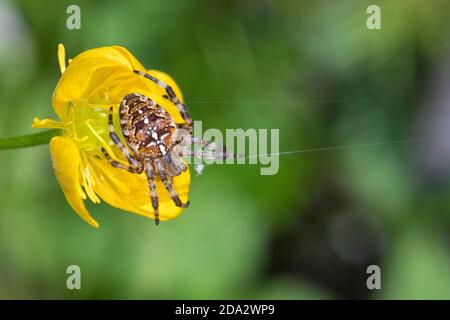 Kreuzweber, Europäische Gartenspinne, Kreuzspinne (Araneus diadematus), auf einer Butterschale, Ranunculus, Deutschland Stockfoto
