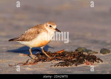 Neuseeländischer Plünderpfeifer, Rotreiher-Plünderpfeifer, neuseeländischer Dotterel (Charadrius obscurus), Nahrungssuche am Sandstrand, Neuseeland, Nordinsel, Stockfoto