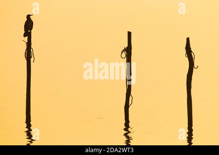 Großer Kormoran (Phalacrocorax carbo), sitzt auf einem Fischfalle Stange im Wasser, Silhouette, Niederlande, IJsselmeer Stockfoto